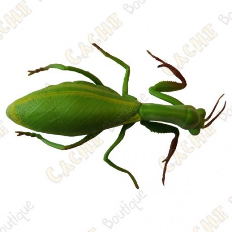 Cache "insect" - Praying mantis