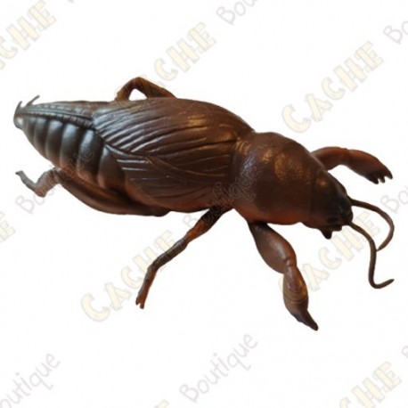 Cache "insect" - Cockroach